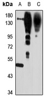 NRXN3 antibody
