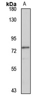ARK5 antibody