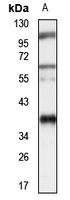 NUBP1 antibody