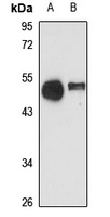 Nucleobindin-2 antibody
