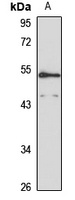 Nucleobindin-2 antibody