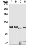 NUP107 antibody