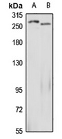 Anti-NUP214 Antibody