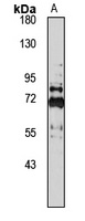 OAS2 antibody