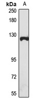 Anti-OAS3 Antibody