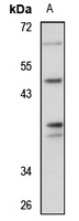 Anti-OBFC1 Antibody