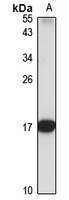 Anti-OCIAD2 Antibody
