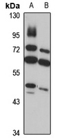 GTPBP9 antibody