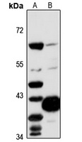 Anti-Oma1 Antibody
