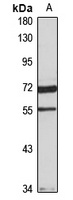 HNF6 antibody