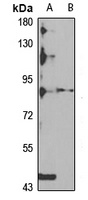 Oligophrenin-1 antibody
