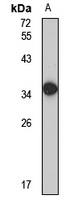 OR1A1 antibody