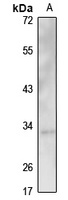 OR3A1 antibody