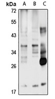 Anti-Orai1 Antibody