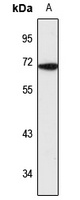 Anti-P4HA3 Antibody