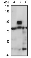 Anti-PABPC1 Antibody