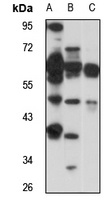 PAFAH2 antibody