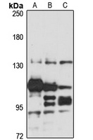 PAN2 antibody