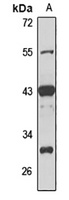 PAR-6 beta antibody