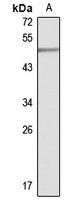 Anti-PARL Antibody