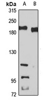 Anti-PASK Antibody
