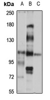 Protocadherin-10 antibody