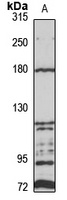 Protocadherin-19 antibody