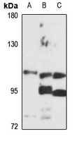 Protocadherin-20 antibody