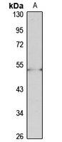 Anti-PCOLCE Antibody