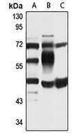 PC2 antibody