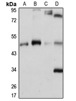 PCYT2 antibody
