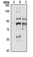 PDE1C antibody