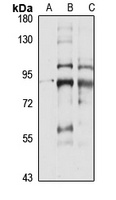 Anti-PDE1C Antibody