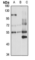 Anti-PDE7A Antibody