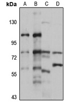 PDP2 antibody
