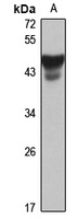 Pellino-1 antibody