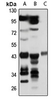 Anti-PELO Antibody