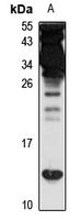 Anti-Prefoldin 6 Antibody