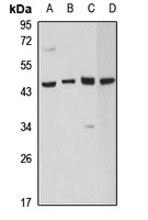 Anti-PGK2 Antibody