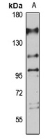 PHF20 antibody