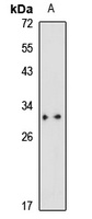 Anti-PHOSPHO2 Antibody