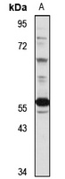 Anti-PI4K2A Antibody