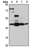 Anti-PIG-M Antibody