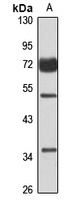 PIP5K1-beta antibody