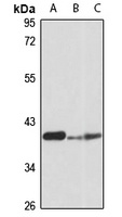 Pitx2 antibody