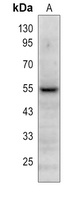 PLA2G7 antibody