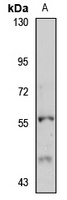Anti-Perilipin-1 Antibody