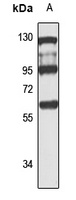 Anti-PLRG1 Antibody