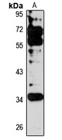 PLSCR4 antibody