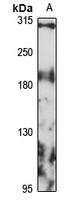 Anti-Plexin-A3 Antibody
